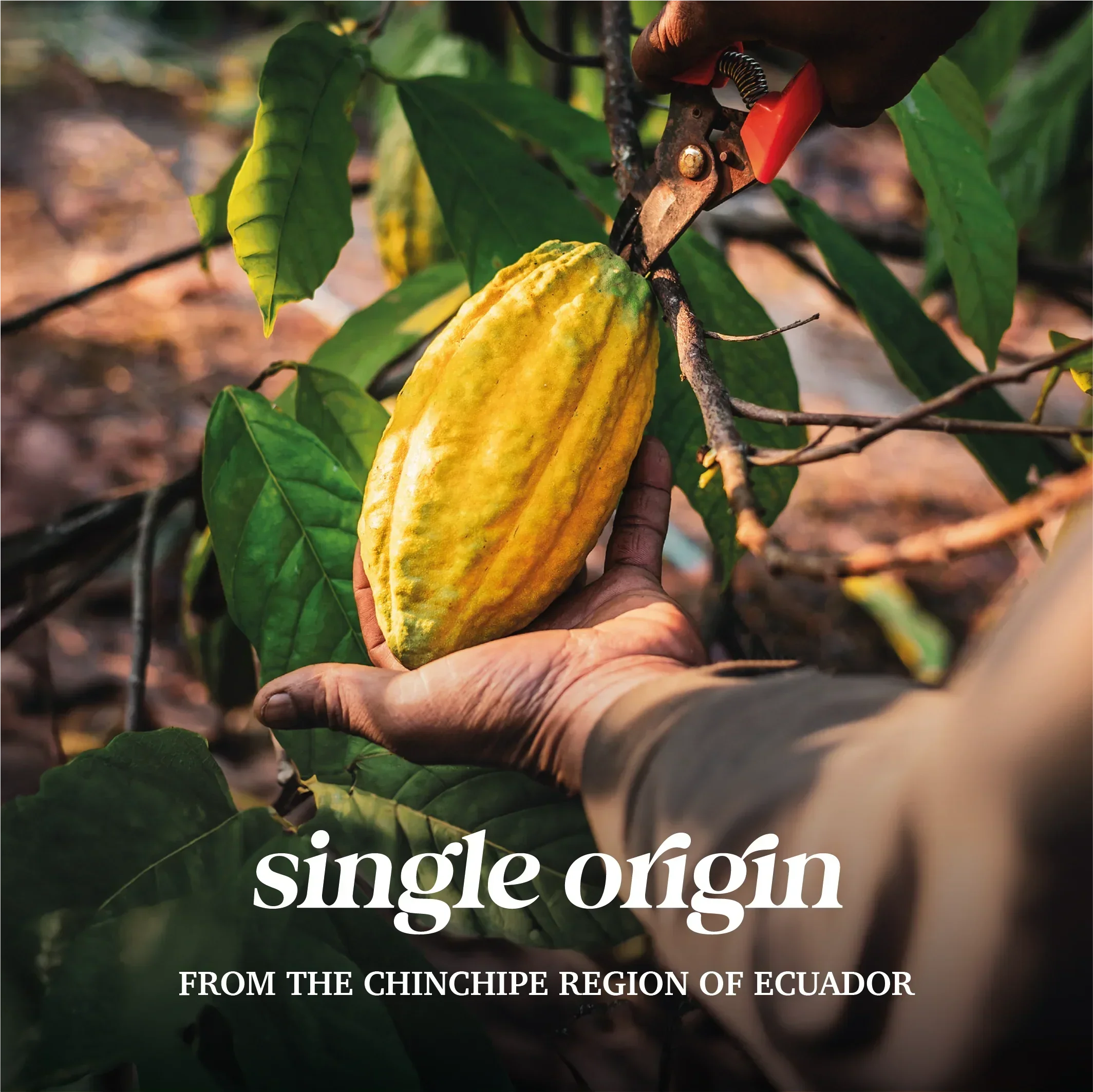 Harvesting single origin ceremonial cacao pod from Ecuador’s Chinchipe region for health supplements