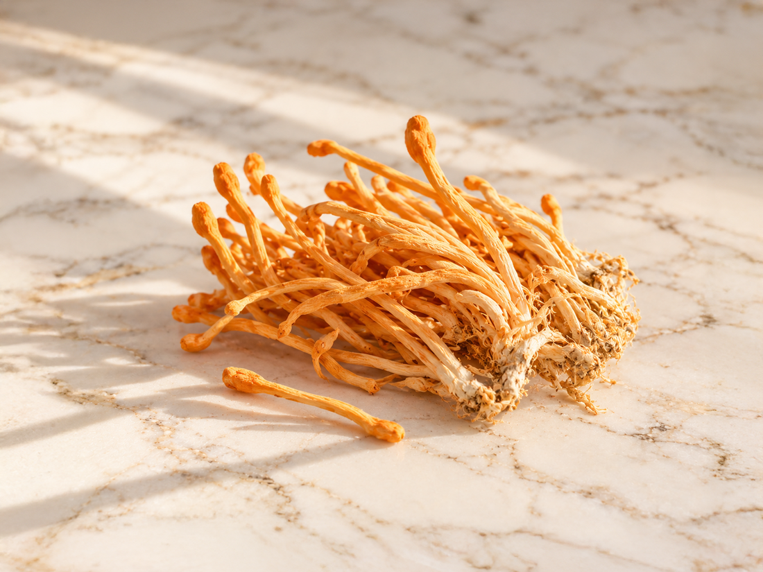 Cordyceps
