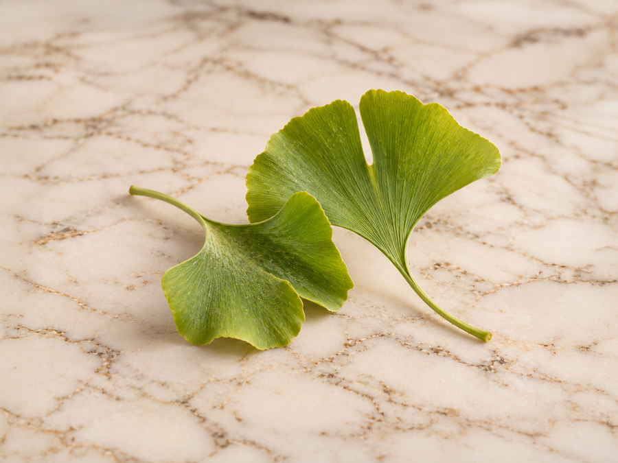 Ginkgo