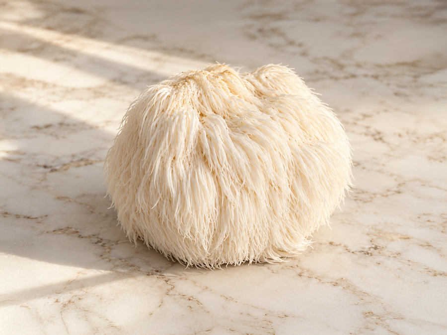 Lion’s Mane