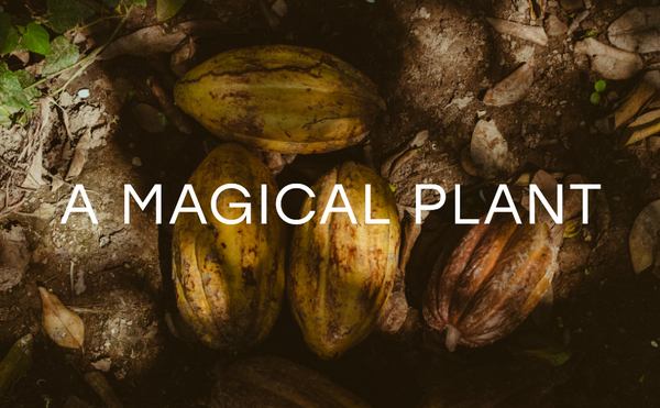Ceremonial Cacao Recipes
