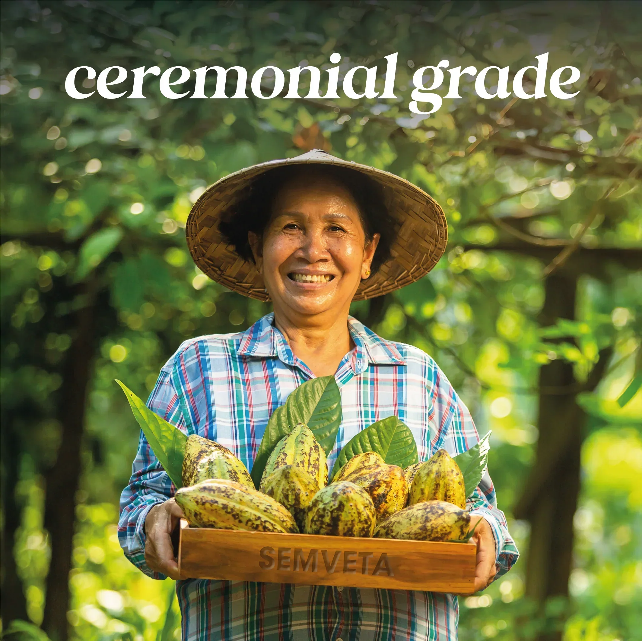 Ceremonial grade cacao pods held by farmer in lush forest, natural health supplement source