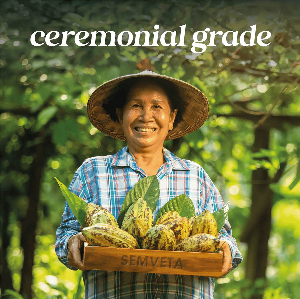 Ceremonial grade cacao pods held by farmer in lush forest, natural health supplement source