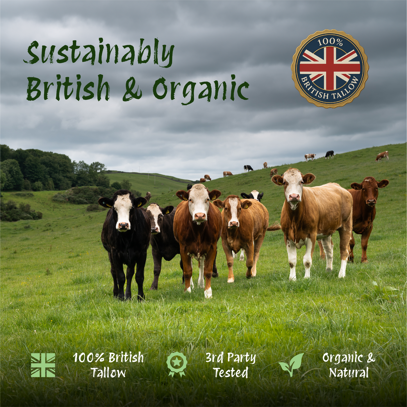 Cows in a field with 'Sustainably British & Organic' text and logo.