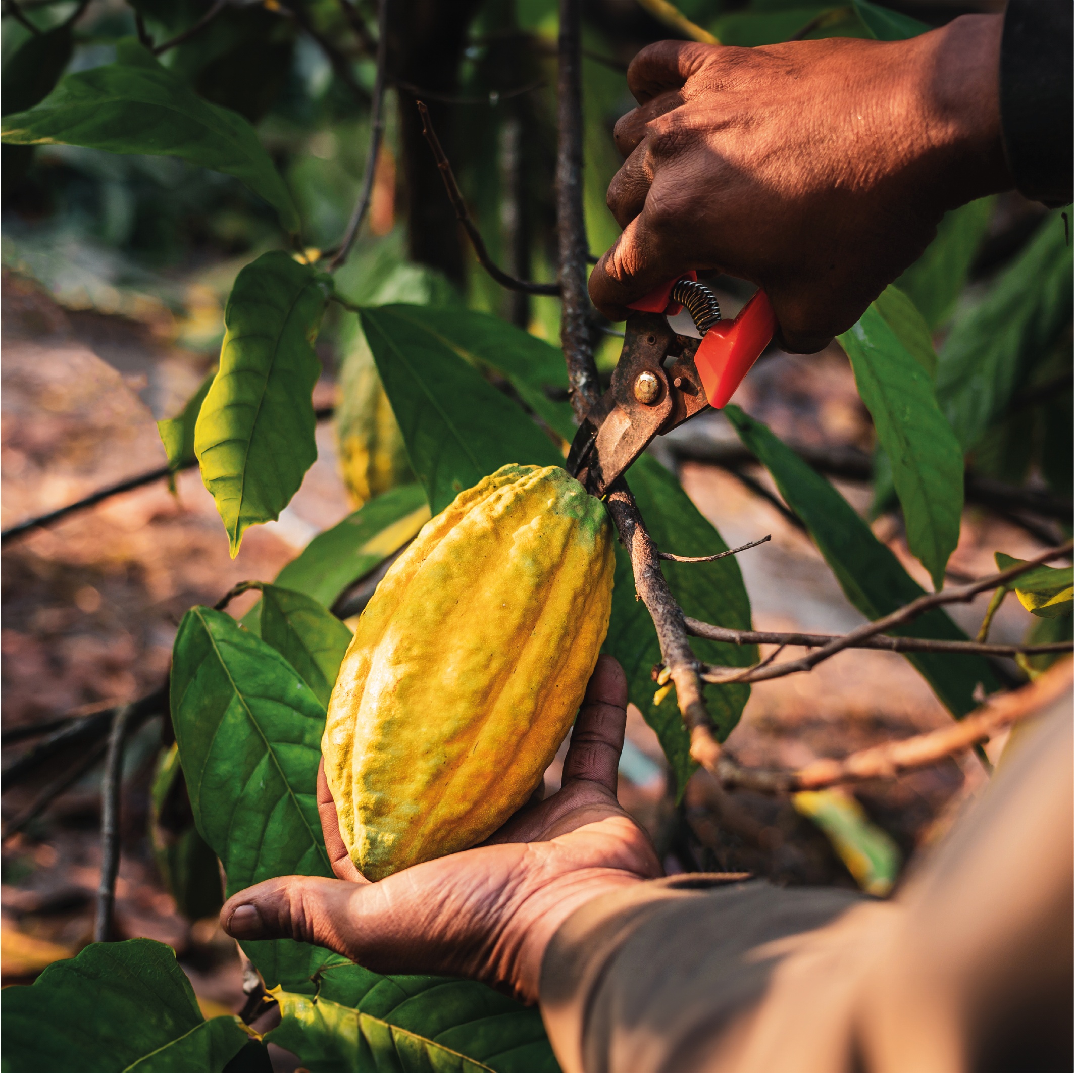 Ceremonial Cacao - 500 g Ecuador